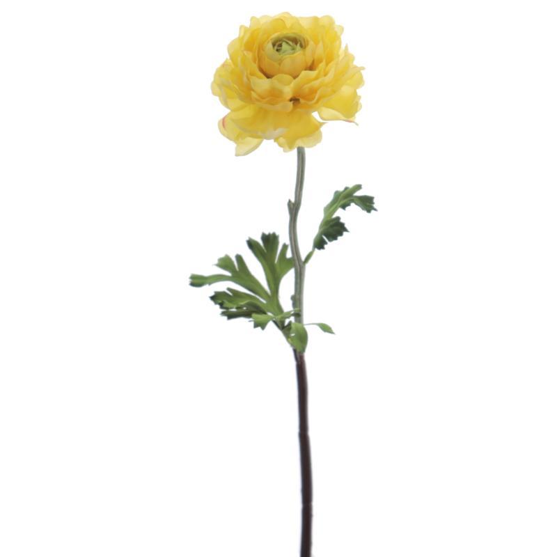 RANUNCULUS AMARILLO