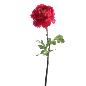 RANUNCULUS FUCSIA
