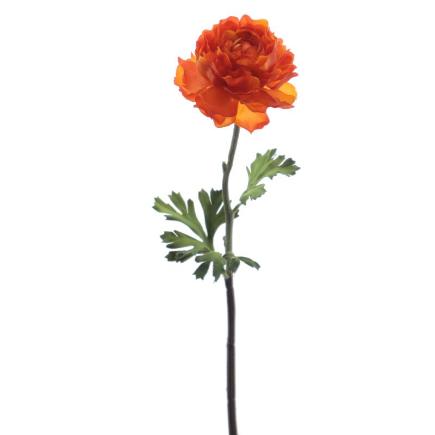 RANUNCULUS NARANJA