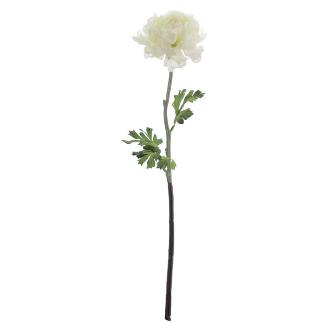 RANUNCULUS CREMA