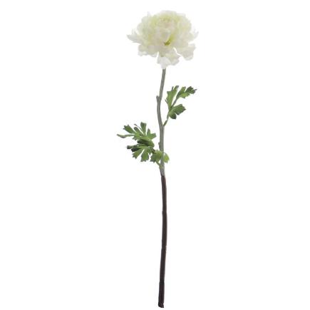 RANUNCULUS CREMA