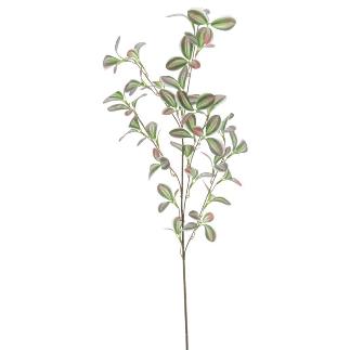 TRADESCANCIA FUCSIA VERDE