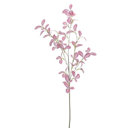 TRADESCANCIA CREMA FUCSIA