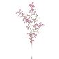 TRADESCANCIA CREMA FUCSIA
