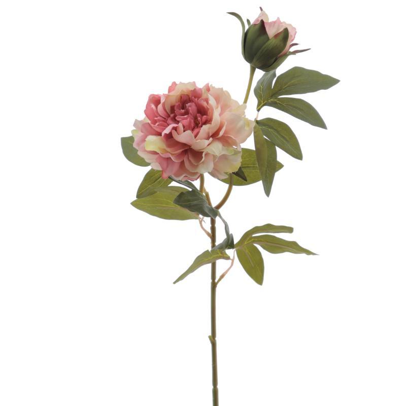 PEONIA X2 ROSA