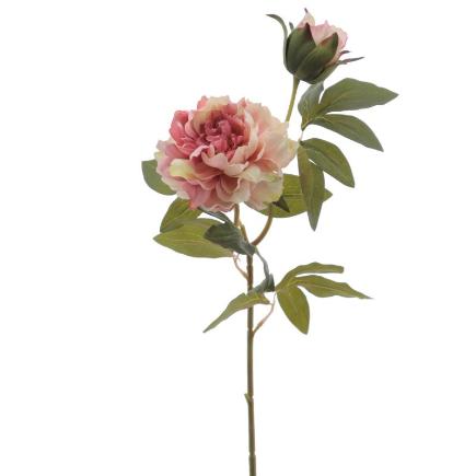 PEONIA X2 ROSA