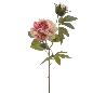 PEONIA X2 ROSA