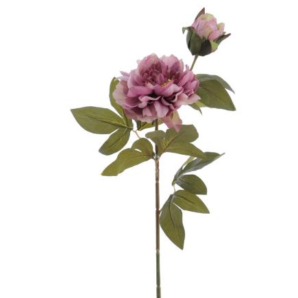 PEONIA X2 MALVA