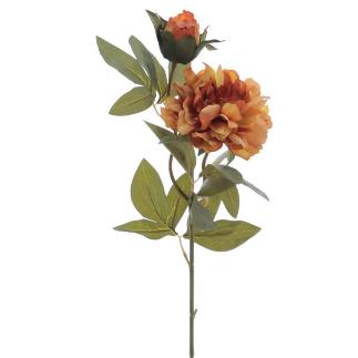 PEONIA X2 SIENA