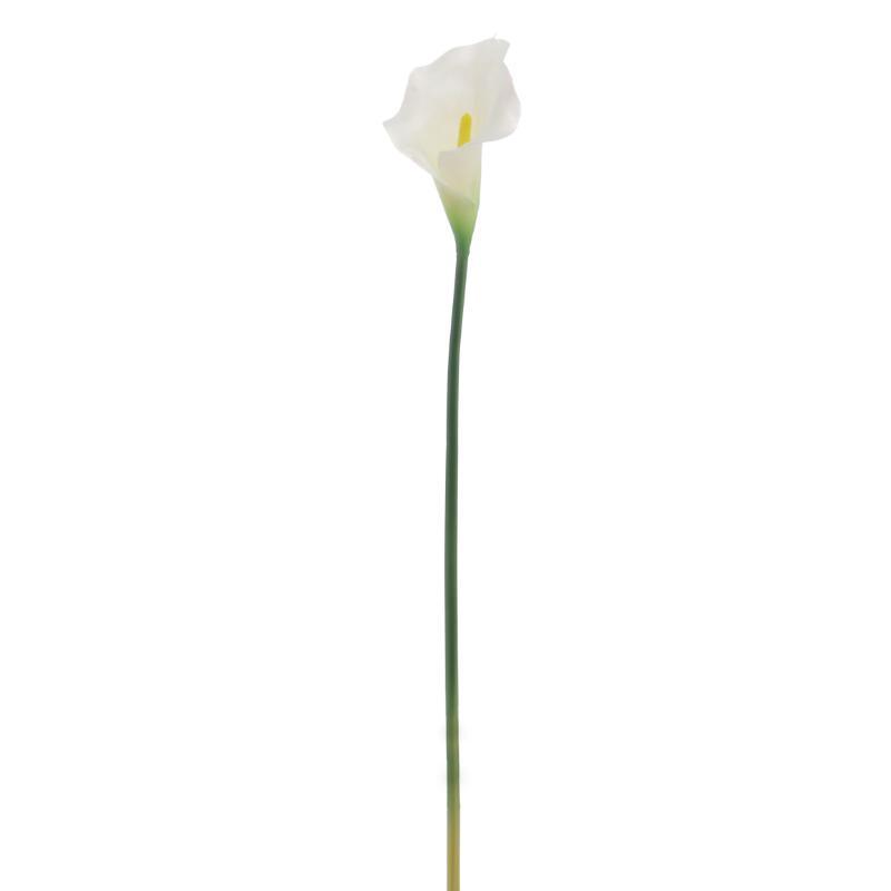 CALLA CREMA