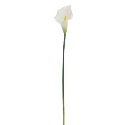 CALLA CREMA