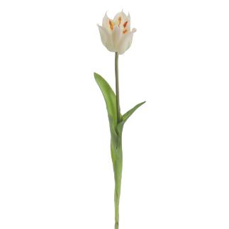 TULIPAN BLANCO