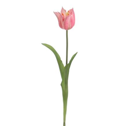 TULIPAN ROSA