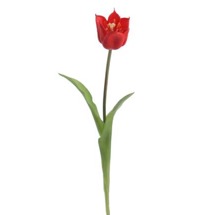 TULIPAN ROJO
