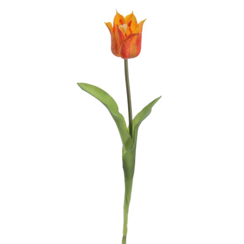 TULIPAN NARANJA