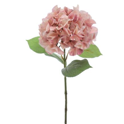 HYDRANGEA ROSA