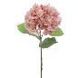 HYDRANGEA ROSA