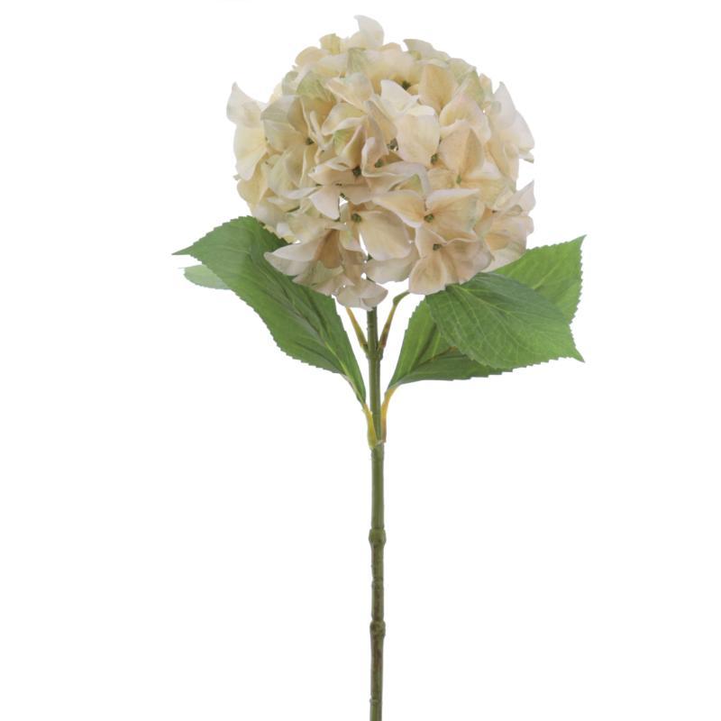 HYDRANGEA BEIGE
