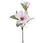 MAGNOLIA CREMA FUCSIA