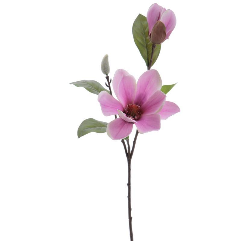 MAGNOLIA MALVA