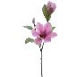 MAGNOLIA MALVA