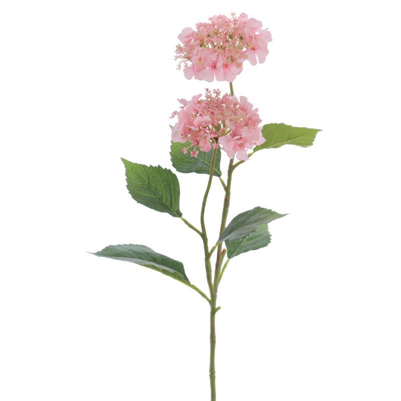 HYDRANGEA ROSA