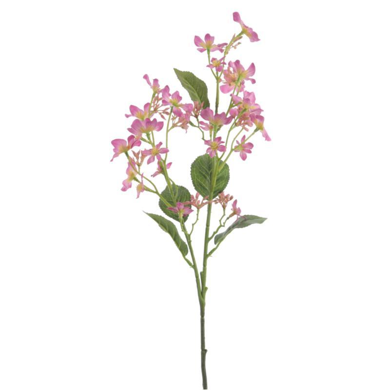TUNG BLOSSOM MALVA