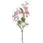 TUNG BLOSSOM MALVA