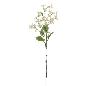 TUNG BLOSSOM CREMA