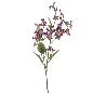 TUNG BLOSSOM PURPURA