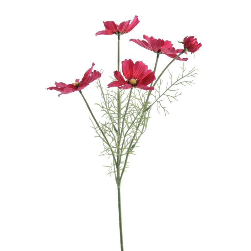 COSMOS FUCSIA