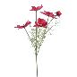 COSMOS FUCSIA