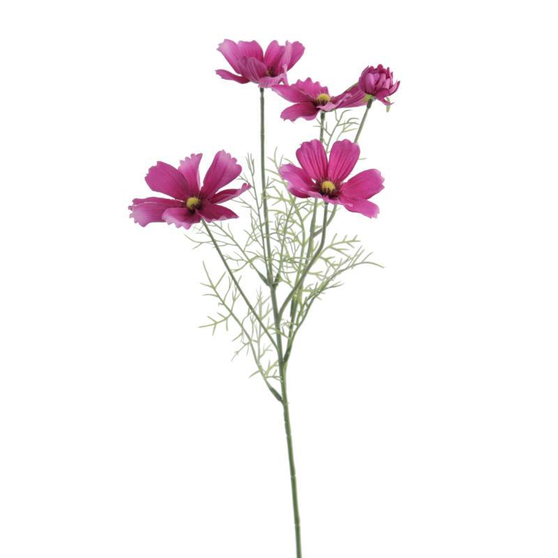 COSMOS LILA