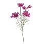 COSMOS LILA