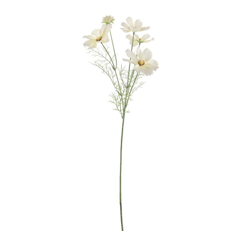 COSMOS CREMA