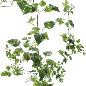 GUIRNALDA POTHOS 180 CM VERDE