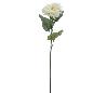 DAHLIA MUM CREMA