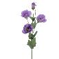 LISIANTHUS LILA