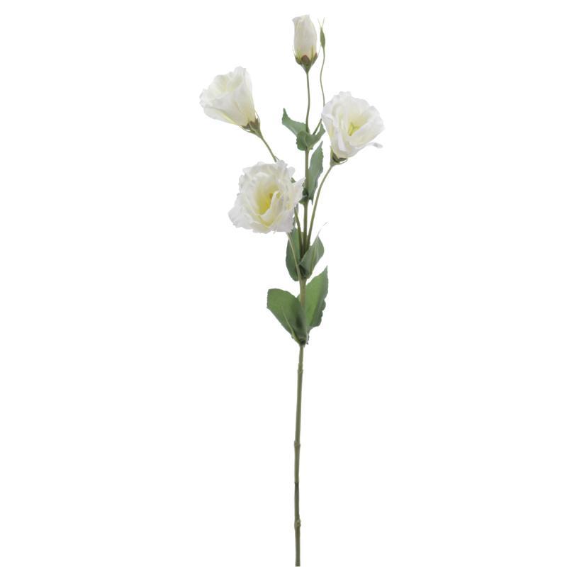 LISIANTHUS CREMA