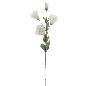 LISIANTHUS CREMA