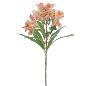 ALSTROMENIA 60 CM SALMON