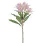 ALSTROMENIA 60 CM ROSA