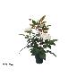 MACETA ROSAL 35 CM BLANCO