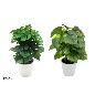 MACETA POTUS - MONS COCO X 24-23 CM (S)