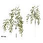 VARA SALIX X3 - 95 CM VERDE OTOÑO