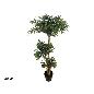 ARBOL RUSCUS TRONCO NATURAL X 1298 LVS 120 CM
