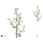 VARA ALMENDRO X4 -106 CM BLANCO