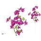 VARA BUGAMBILLA X3-82 CM FUCSIA