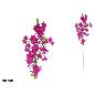 VARA BUGAMBILLA X3-118 CM FUCSIA