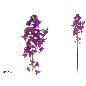 VARA BUGAMBILLA X3-118 CM VIOLETA